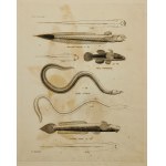 FISHES OF INDIA