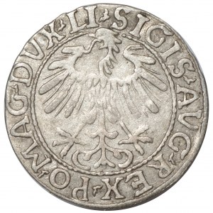 Sigismund II Augustus, Half-penny 1557, Vilnius - LI/LITV