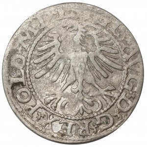 Zygmunt II August, Półgrosz 1564, Wilno - L/LITVA