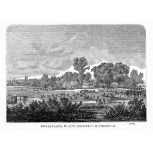 Franciszek Wastkowski: Terespol. Kwarantanna wołów stepowych, drzeworyt 1872 p. Biała Podlaska
