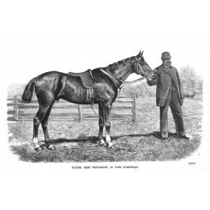 Serniki. Stadnina, drzeworyt 1880 p. Lubartów