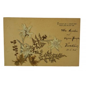 Kartka pocztowa z 21 kwietnia 1905r. z zasuszoną [dziś ściśle chronioną] szarotką alpejską, [B]