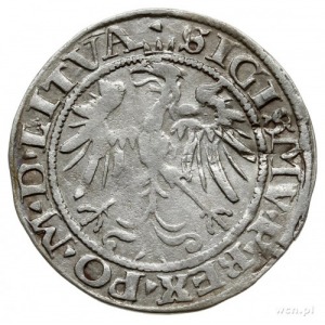 grosz 1536/F, Wilno; odmiana z literą F pod Pogonią, og...