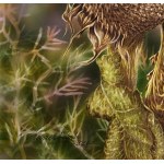 Edyta Skwarek Suszek, Sunflowers, 2021