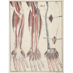BIERKOWSKI, LUDWIK JÓZEF. Tablica anatomiczna (Tab. I) - naczynia krwionośne przedramion; rys. z natury L.J. Bierkowski, lit. F. Frick, wyd. F.A. Herbig 1827.