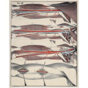 BIERKOWSKI, LUDWIK JÓZEF. Tablica anatomiczna (Tab. III) - anatomia ramienia; rys. z natury L.J. Bierkowski, lit. F. Frick, wyd. F.A. Herbig 1827.