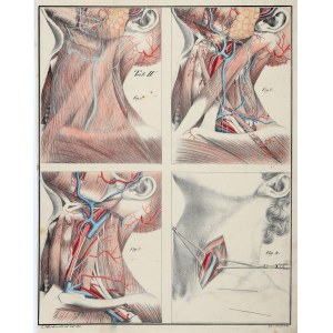 BIERKOWSKI, LUDWIK JÓZEF. Tablica anatomiczna (Tab. IV) - anatomia szyi; rys. z natury L.J. Bierkowski, lit. F. Frick, wyd. F.A. Herbig 1827.