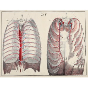 BIERKOWSKI, LUDWIK JÓZEF. Tablica anatomiczna (Tab. V) - klatka piersiowa; rys. z natury L.J. Bierkowski, lit. F. Frick, wyd. F.A. Herbig 1827.