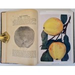BRZEZIŃSKI Kazimierz - POLSKA POMOLOGJA Wyd. Lviv 1921 Color illustrations