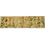 [GOLCZEWSKA Marja] - KWIATY LETNIE I JESIENNE [1913] Ilustracje barwne