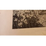 Przez liliowe pola - Piotr Stachiewicz