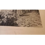 Przez liliowe pola - Piotr Stachiewicz