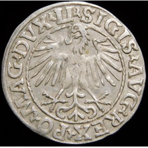 Sigismund II Augustus, Halbpfennig 1548, Wilna - Arabisch 1, LI/LITVA