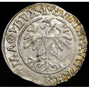 Sigismund II Augustus, Halbpfennig 1560, Vilnius - DVX L/LITV - Rosette - selten