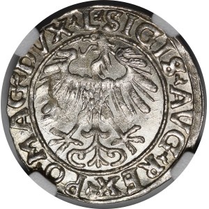 Sigismund II Augustus, Halbpfennig 1556, Wilna - L/LITVA - schön