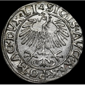 Sigismund II Augustus, halber Pfennig 1556, Vilnius - LI/LITVA - schön