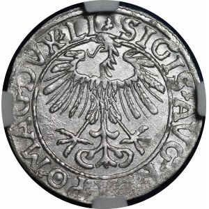 Sigismund II Augustus, Halbpfennig 1557, Wilna - LI/LITV - schön