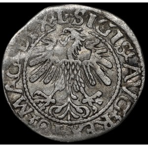 Sigismund II Augustus, Halbpfennig 1560, Vilnius - DVX L/LIT - A ohne Querbalken - selten