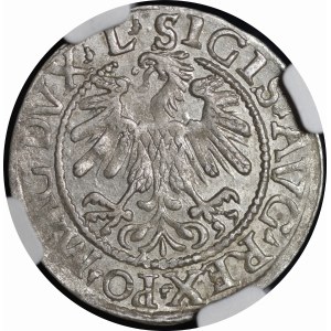 Sigismund II Augustus, Halbpfennig 1559, Wilna - L/LITV - schön