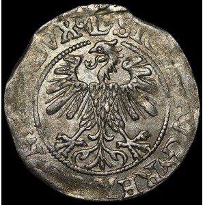 Zygmunt II August, Półgrosz 1560, Wilno - DVX L/LITV - 2 rozety - b. rzadki