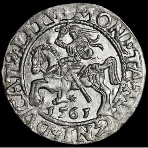 Sigismund II Augustus, Halbpfennig 1561, Vilnius - 13 Adler, L/LITV - schön