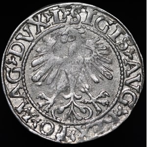Sigismund II Augustus, Halbpfennig 1560, Wilna - DVX L/LITVA - selten
