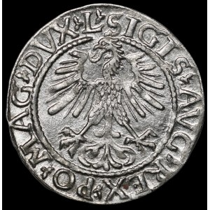 Sigismund II Augustus, Halbpfennig 1561, Wilna - 14 Adler, L/LITV