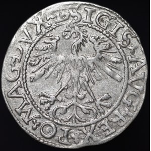 Sigismund II. Augustus, Halbgrosse 1562, Vilnius - 17 Pogoń, L/LITV