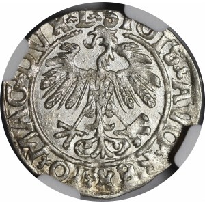 Zygmunt II August, Półgrosz 1558, Wilno - L/LITV - wyśmienity