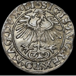 Sigismund II Augustus, Half-penny 1554, Vilnius - LI/LITVA - rare and beautiful