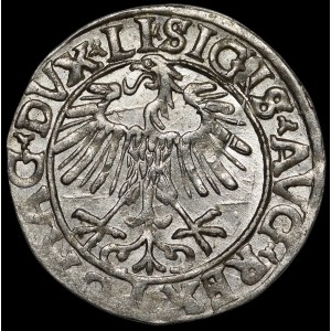 Sigismund II Augustus, Halbpfennig 1556, Wilna - LI/LITV - schön