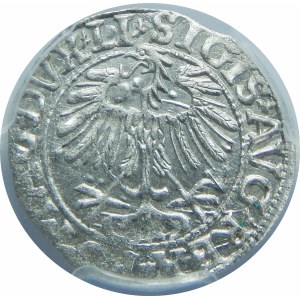 Zygmunt II August, Półgrosz Wilno 1557
