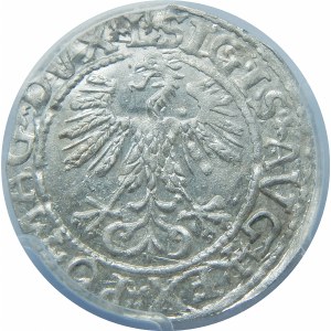 Zygmunt II August, Półgrosz Wilno 1561