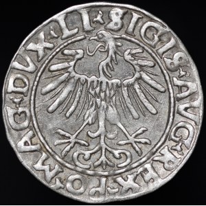 Sigismond II Auguste, demi-groat de 1556, Vilnius - LI/LITVA