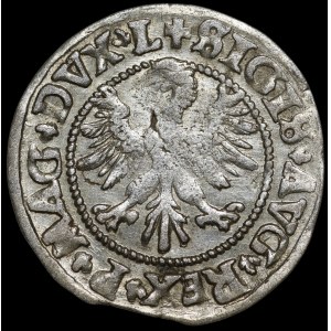 Zygmunt II August, Półgrosz 1546, Wilno - starszy typ Orła - L/LITV