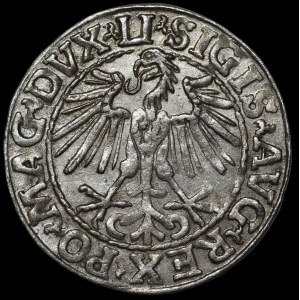 Sigismund II Augustus, Half-Groschen, 1548, Vilnius—Arabic 1, LI/LITVA—beautiful