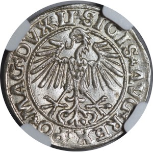 Sigismund II. August, Halbgroschen 1549, Vilnius – 10 Pogoń, LI/LITVA – wunderschön