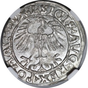 Sigismondo II Augusto, mezzo grosz del 1556, Vilnius - L/LITVA - bellissimo
