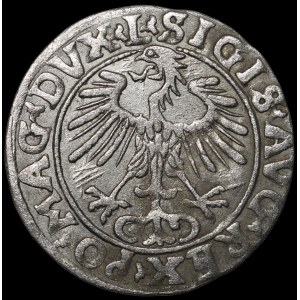 Sigismund II Augustus, Half-Groschen 1556, Vilnius - L/LITVA - MANI error - rare