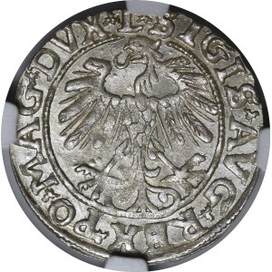 Sigismund II Augustus, Half-Grosz, 1557, Vilnius - L/LITVA - beautiful