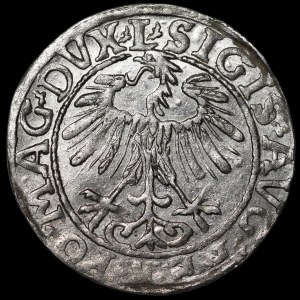 Sigismund II Augustus, Half-Groschen, 1557, Vilnius - L/LITVA