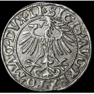 Sigismund II Augustus, Half-Groschen, 1557, Vilnius - LI/LITVA