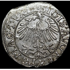 Sigismund II. August, Halbgroschen 1557, Vilnius – LI/LITVA – Variante