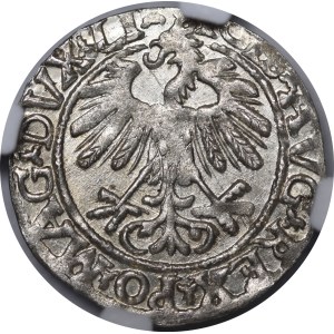 Sigismund II Augustus, Half-Groschen, 1558, Vilnius - LI/LITVA - beautiful