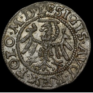Sigismondo II Augusto, Szeląg 1550, Danzica - raro