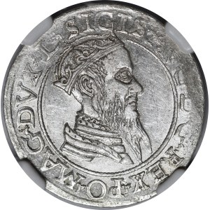 Sigismondo II Augusto, Czworak 1566, Vilnius - L/LIT - bellissimo