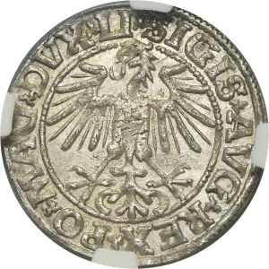 Sigismund II August, 1/2 Groschen Vilnius 1549 - LI/LITVA - NGC MS64