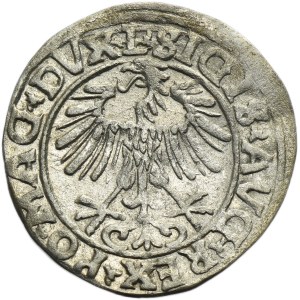 Zygmunt II August, Półgrosz Wilno 1556 - L/LITVA