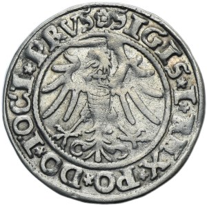 Sigismund I the Old, Groschen Elbing 1535 - PRVS