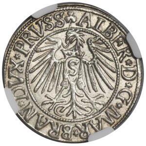 Duchy of Prussia, Albert Hohenzollern, Groschen Königsberg 1542 - PRVSS - NGC MS63